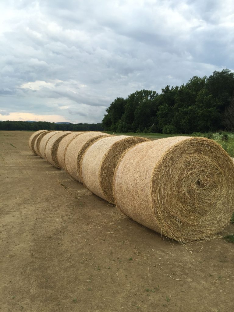 Grown at a local farm, these large round bales of hay are untouched by human hands.