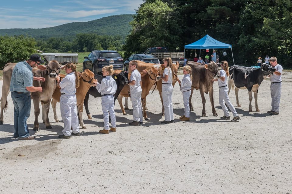 4-H members present their dairy cows