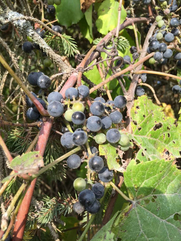 Wild grapes along the banks of the Housatonic
