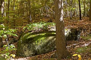 Mossy Rock by Savage Frieze