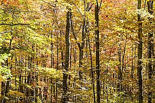 The forest in Autumn by Savage Frieze